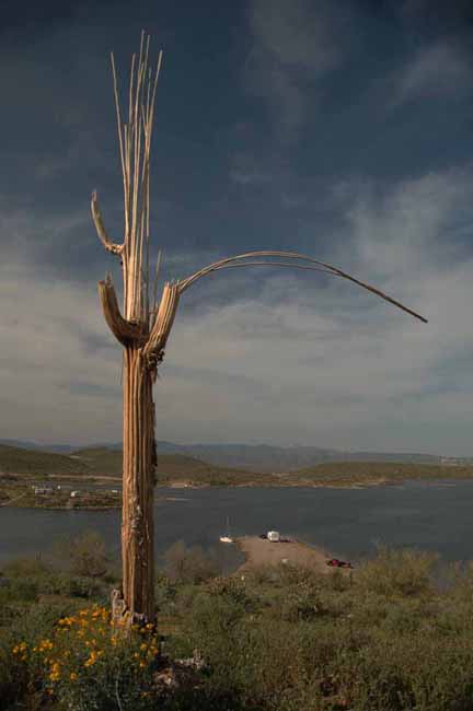 a saguaro skeleton